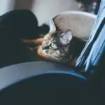 Hvor lang er garantiperioden på et løbebånd?